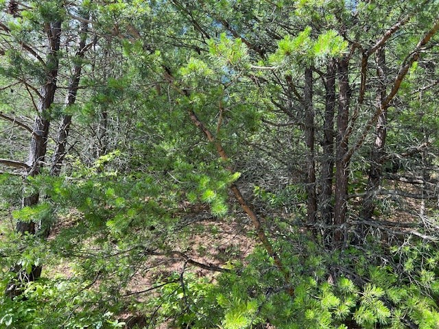 Lot 12 Shelton Springs Property Photo 19