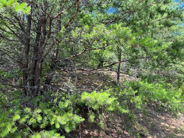 Lot 12 Shelton Springs Property Photo 20