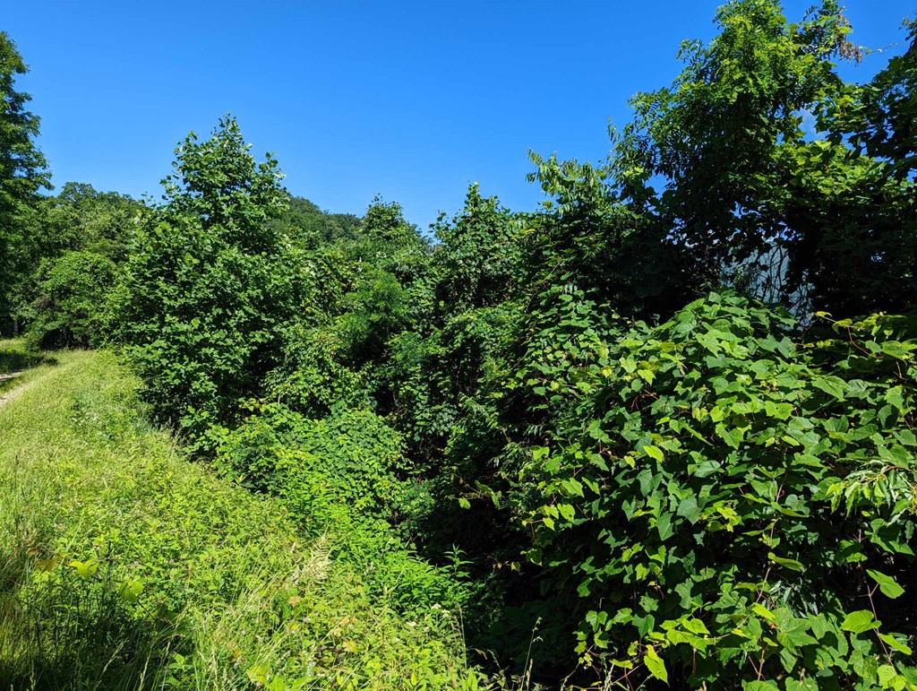 Lot 5 Hickory Ridge Property Photo 2