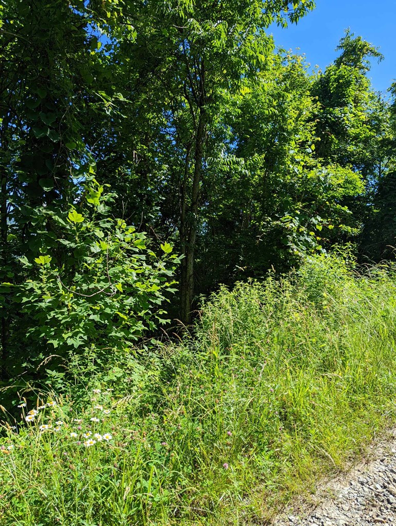 Lot 5 Hickory Ridge Property Photo 5