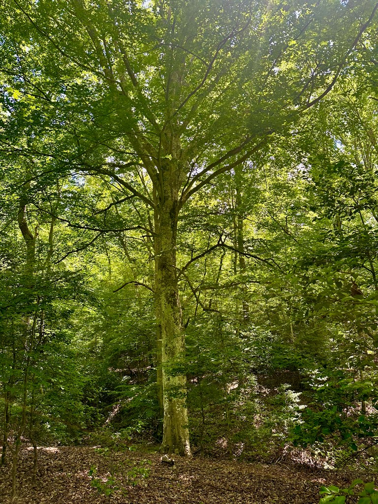 8427 Gum Log Rd Property Photo 10