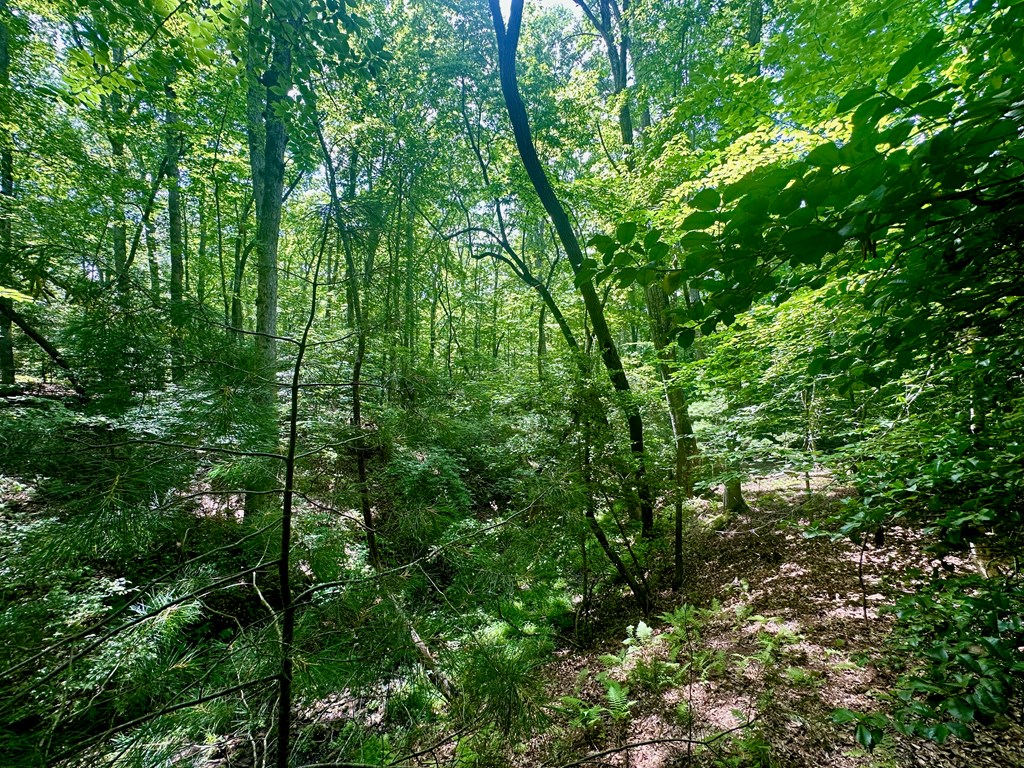 8427 Gum Log Rd Property Photo 12