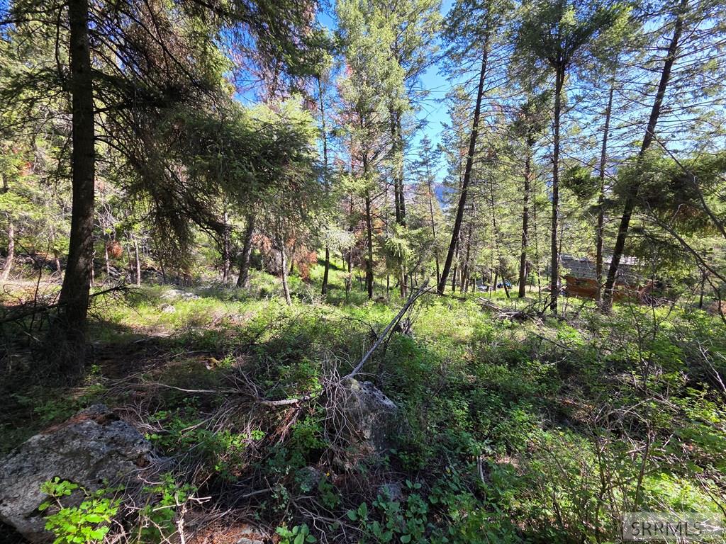 21 Pinetree Drive Property Photo 22