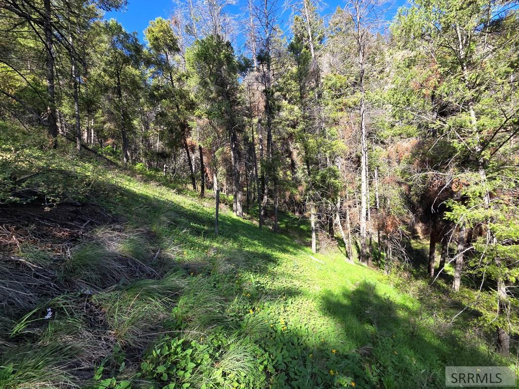 21 Pinetree Drive Property Photo 26
