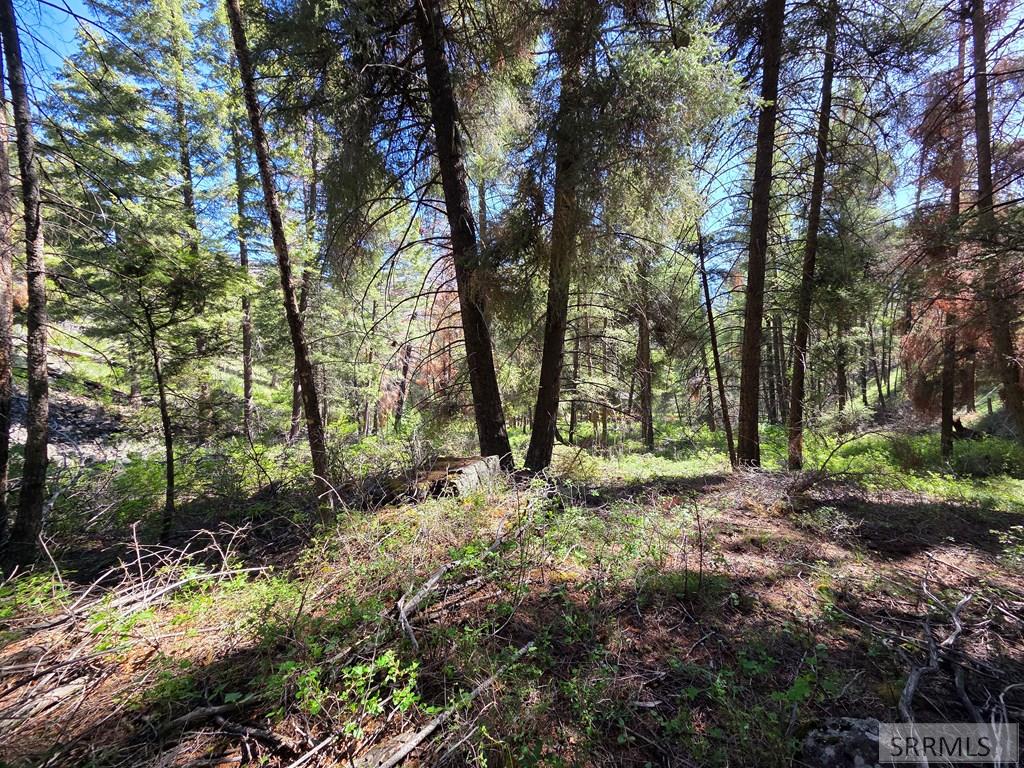 21 Pinetree Drive Property Photo 33