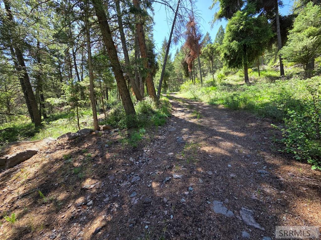 21 Pinetree Drive Property Photo 52