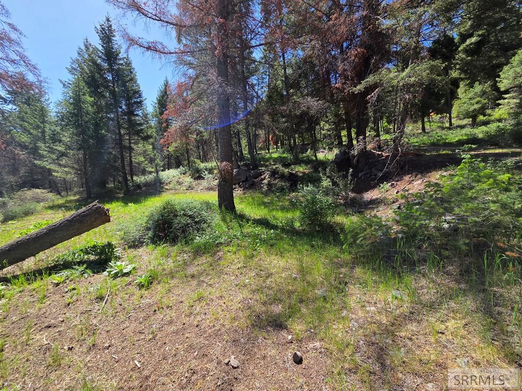 21 Pinetree Drive Property Photo 53