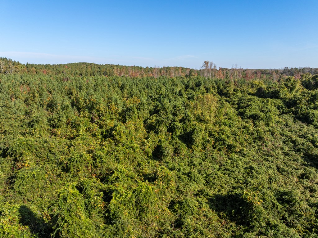 Skipwith Road Property Photo 6