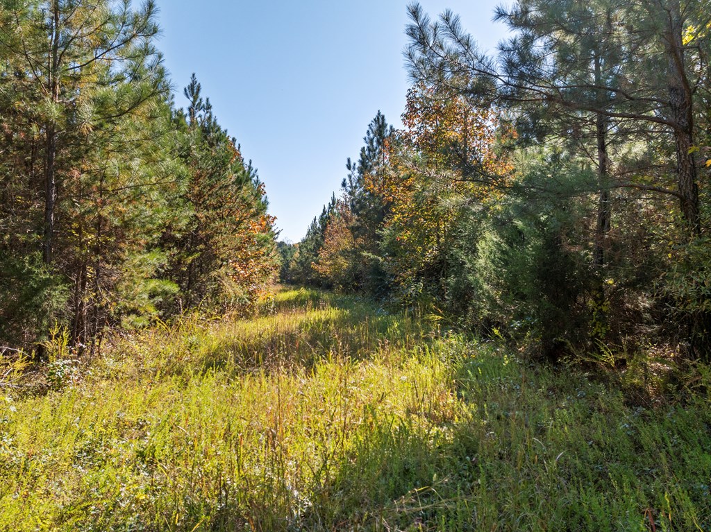 Skipwith Road Property Photo 25