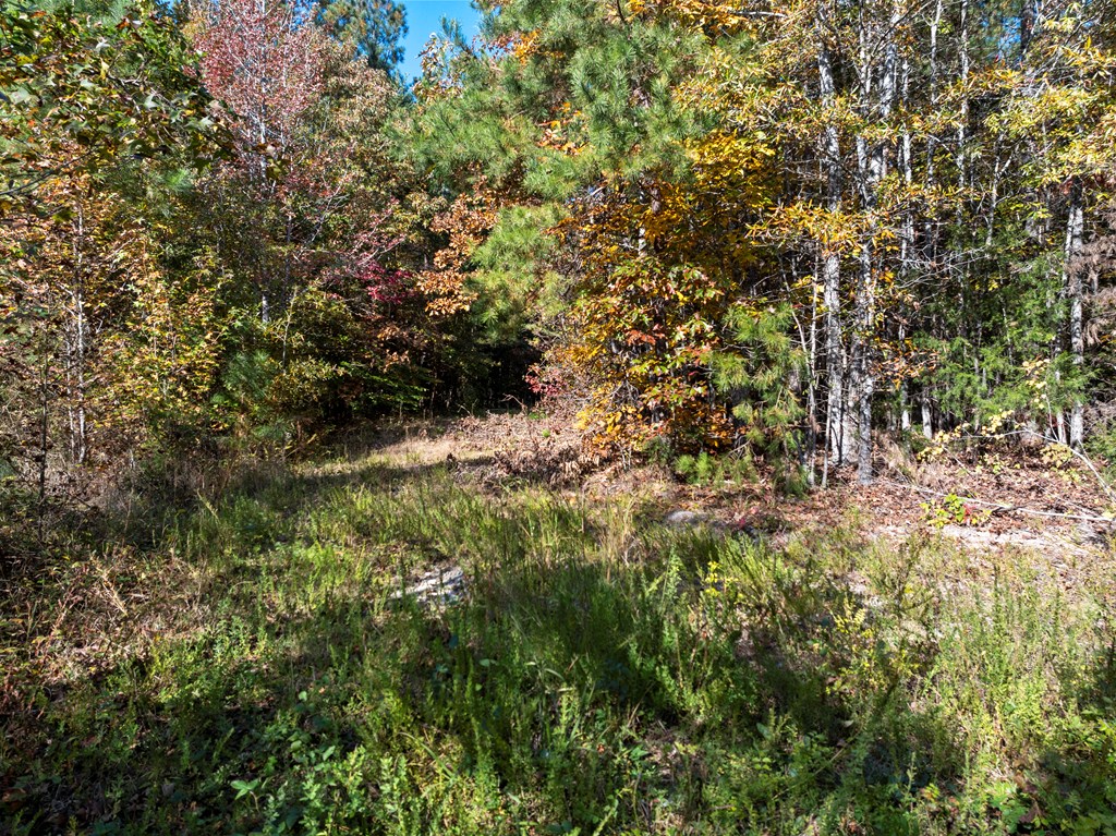 Skipwith Road Property Photo 26