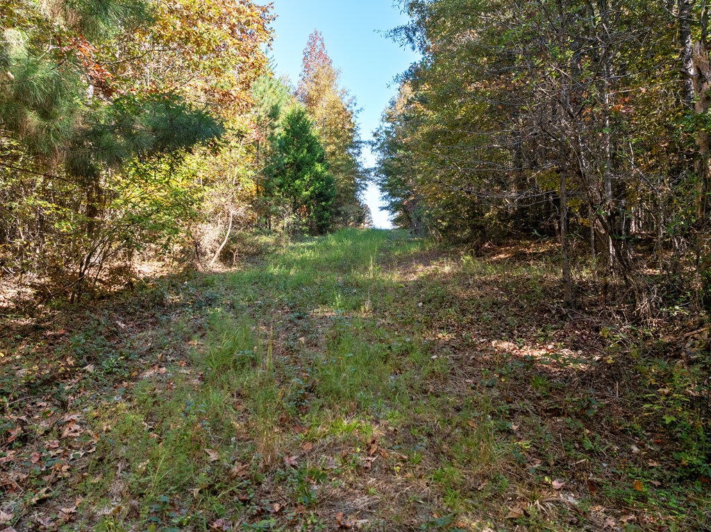 Skipwith Road Property Photo 29