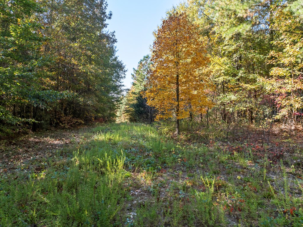 Skipwith Road Property Photo 31