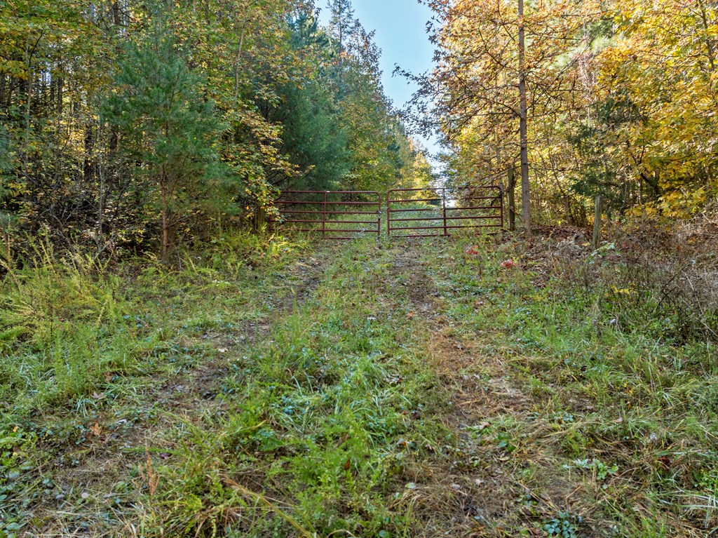 Skipwith Road Property Photo 32