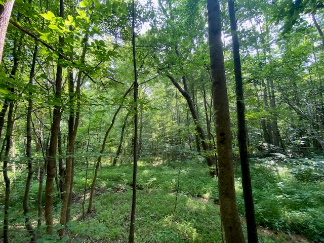 Birch Elmo Road Property Photo 7