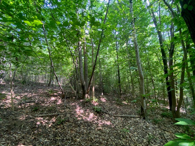 Birch Elmo Road Property Photo 10