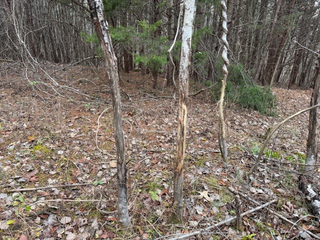 Carter Smith Road Property Photo 16