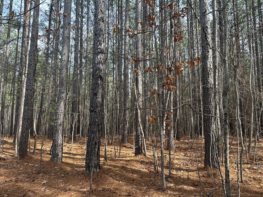 32 Acres Queen Bee Lane Property Photo 3