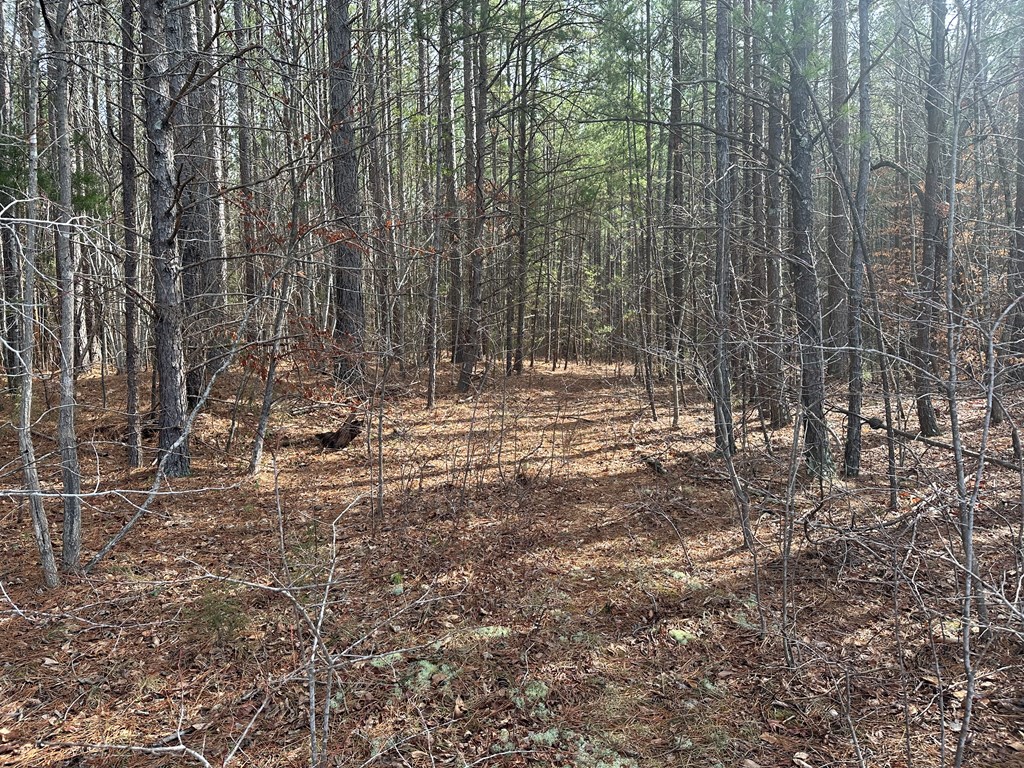 32 Acres Queen Bee Lane Property Photo 5
