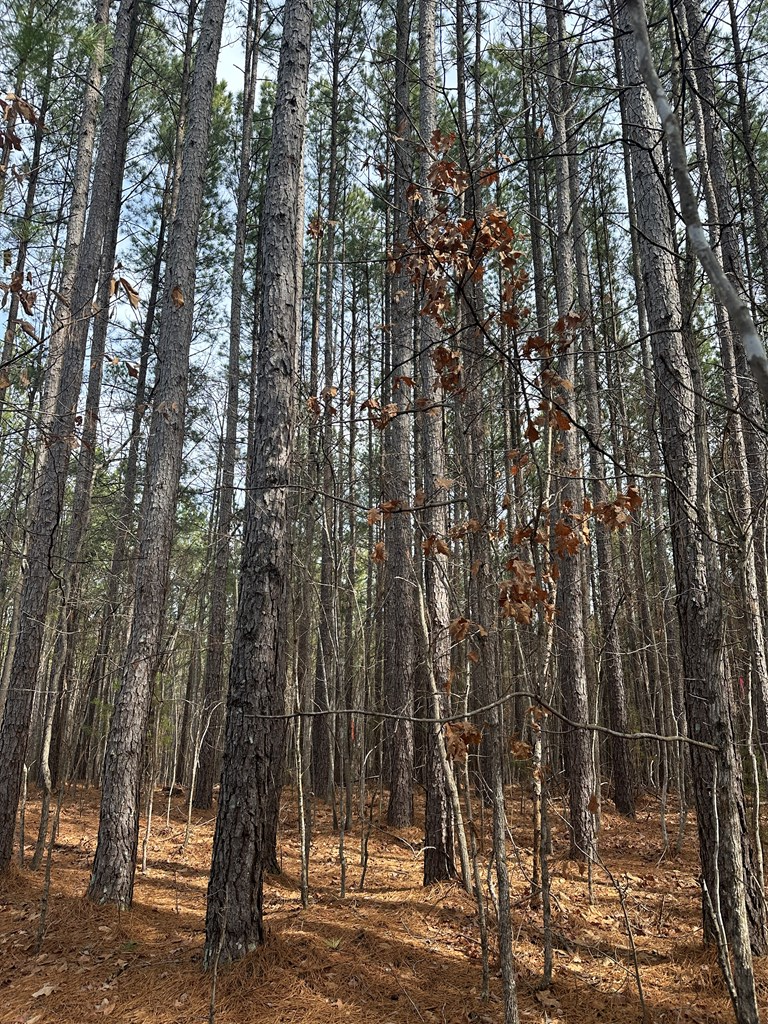 32 Acres Queen Bee Lane Property Photo 6