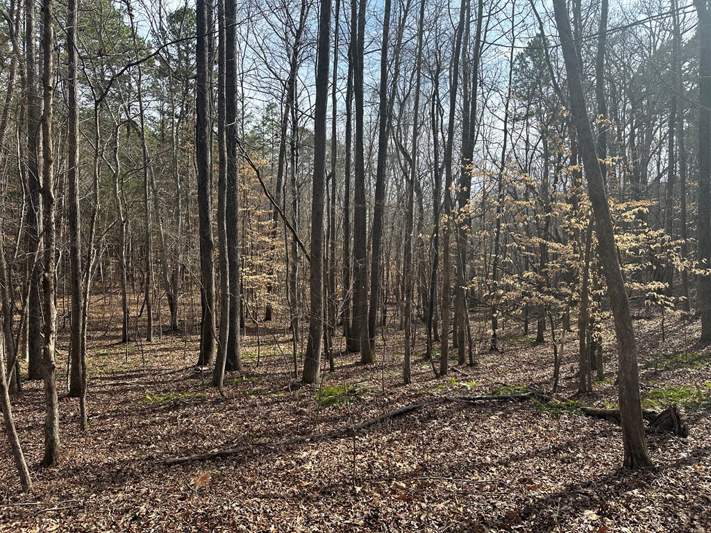 32 Acres Queen Bee Lane Property Photo 7