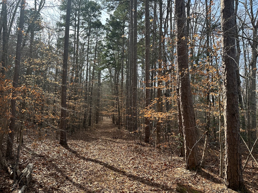 32 Acres Queen Bee Lane Property Photo 8
