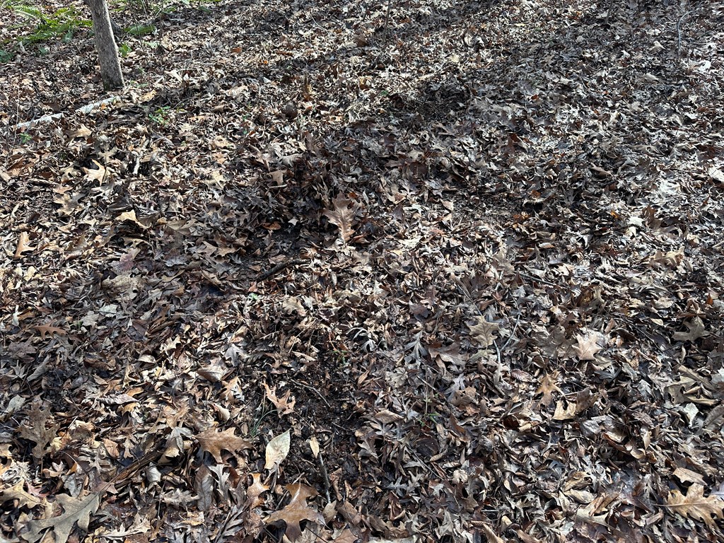 32 Acres Queen Bee Lane Property Photo 10