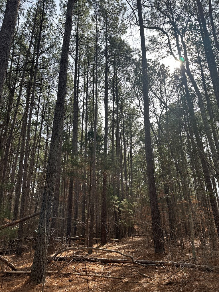 32 Acres Queen Bee Lane Property Photo 24