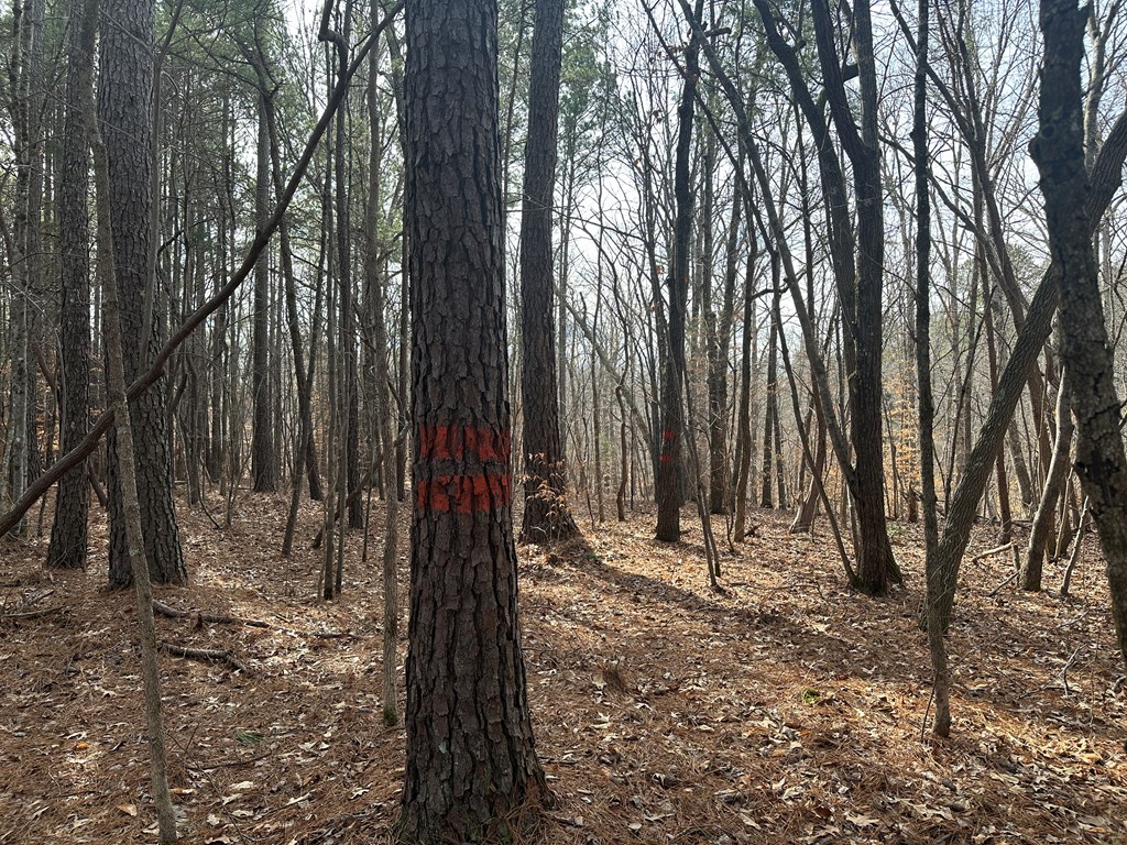 32 Acres Queen Bee Lane Property Photo 26