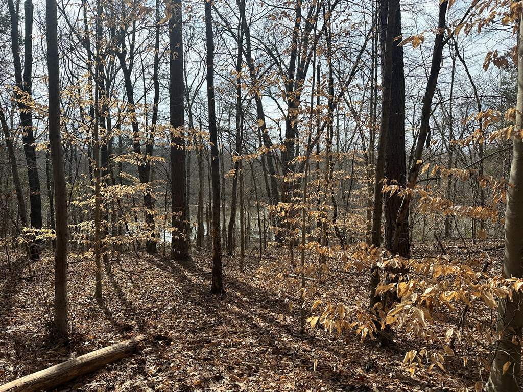 32 Acres Queen Bee Lane Property Photo 29