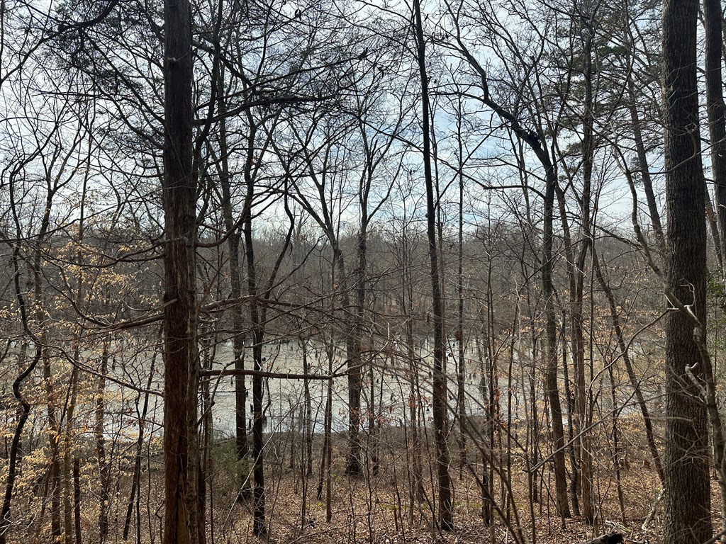 32 Acres Queen Bee Lane Property Photo 32