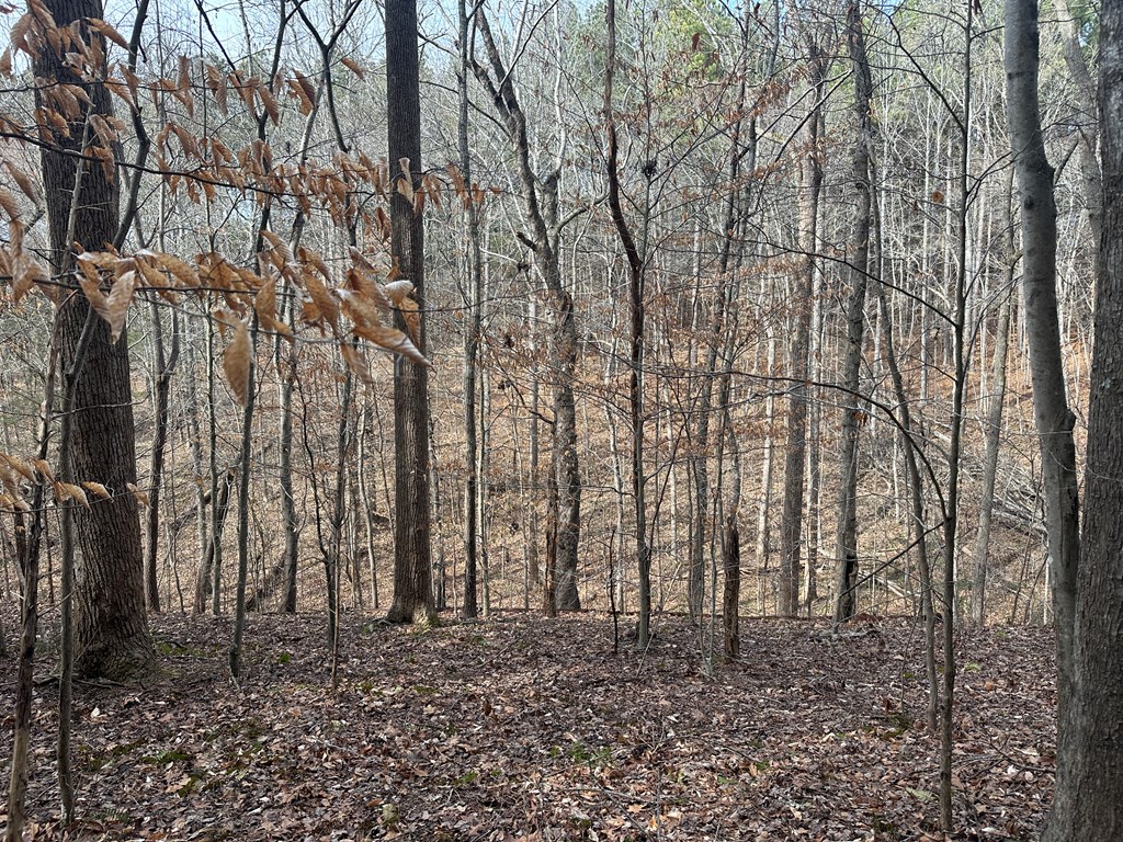 32 Acres Queen Bee Lane Property Photo 34