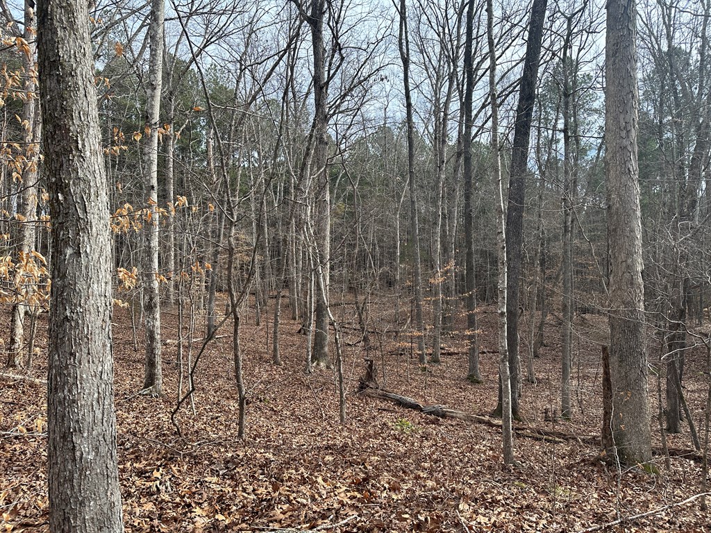 32 Acres Queen Bee Lane Property Photo 35