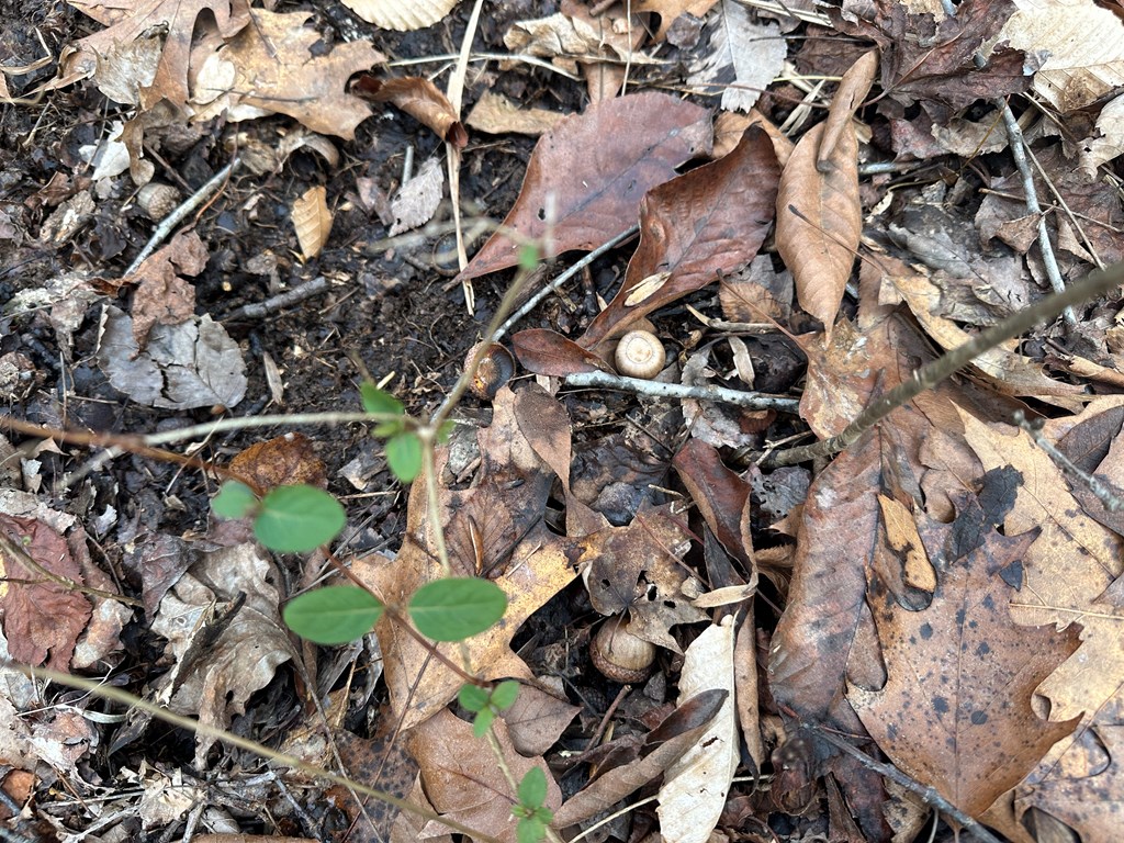 32 Acres Queen Bee Lane Property Photo 37