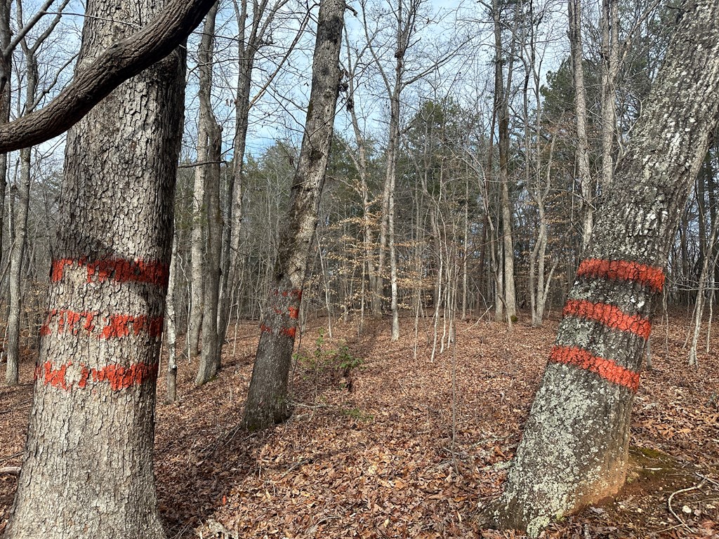 32 Acres Queen Bee Lane Property Photo 38