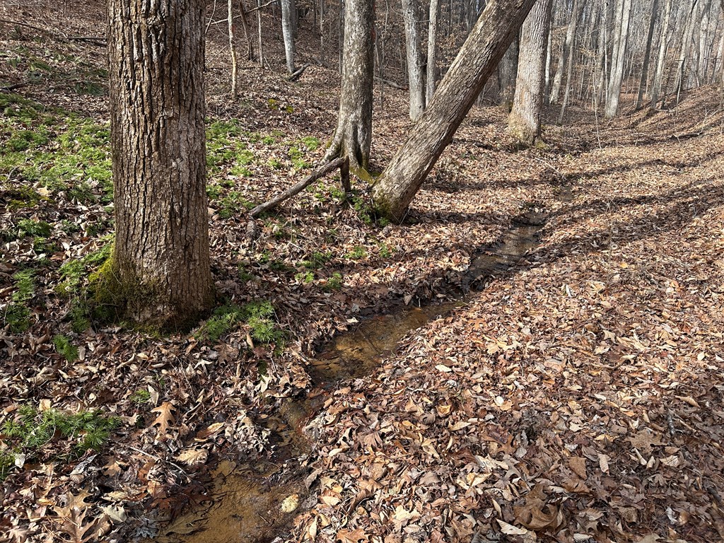 32 Acres Queen Bee Lane Property Photo 41