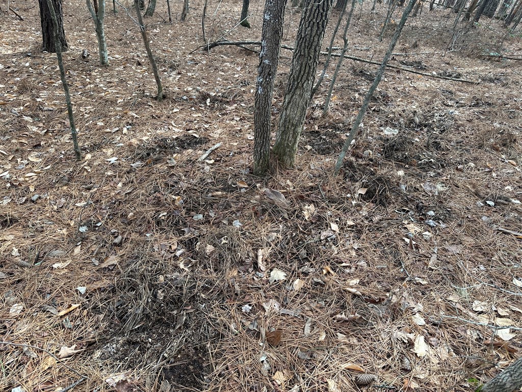 32 Acres Queen Bee Lane Property Photo 42
