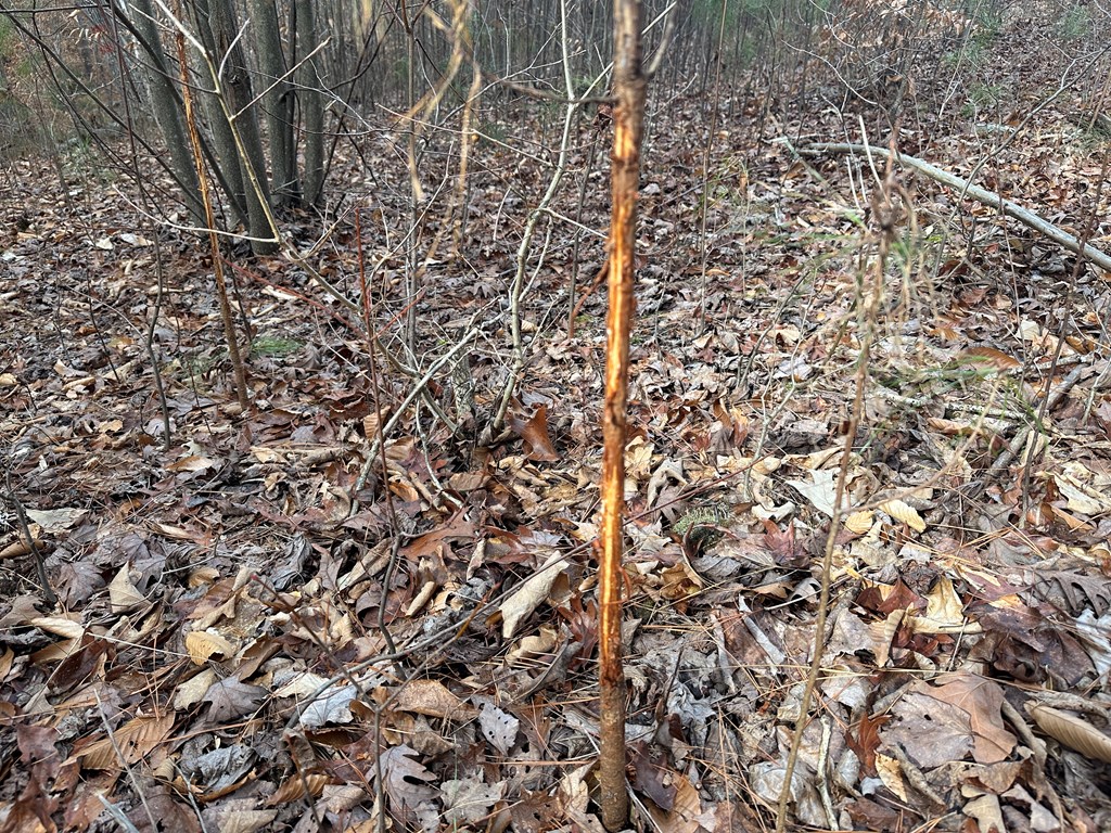 32 Acres Queen Bee Lane Property Photo 43