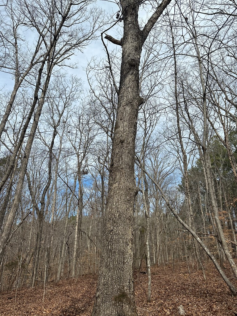 32 Acres Queen Bee Lane Property Photo 44