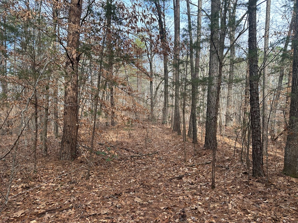 32 Acres Queen Bee Lane Property Photo 45