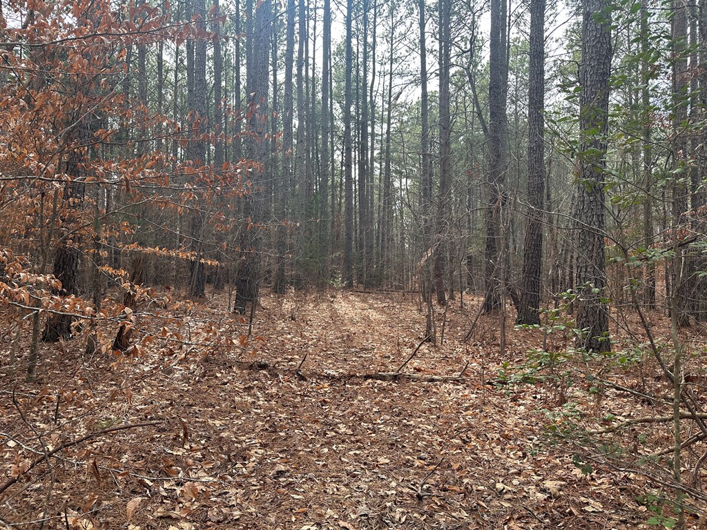 32 Acres Queen Bee Lane Property Photo 46