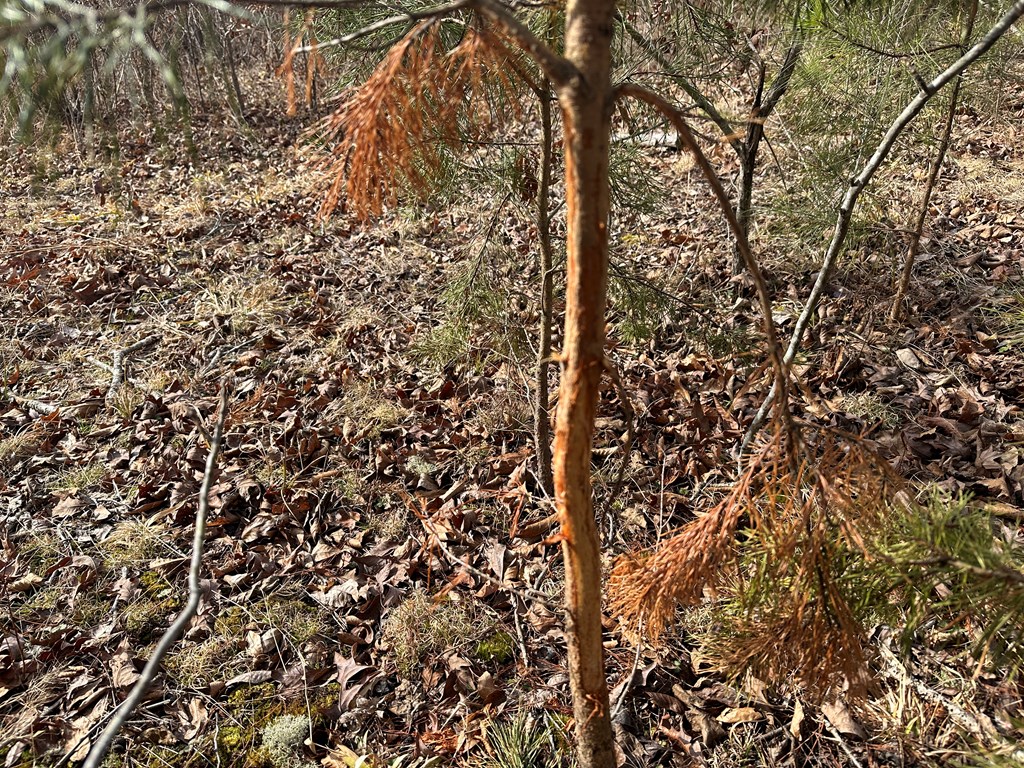 32 Acres Queen Bee Lane Property Photo 47