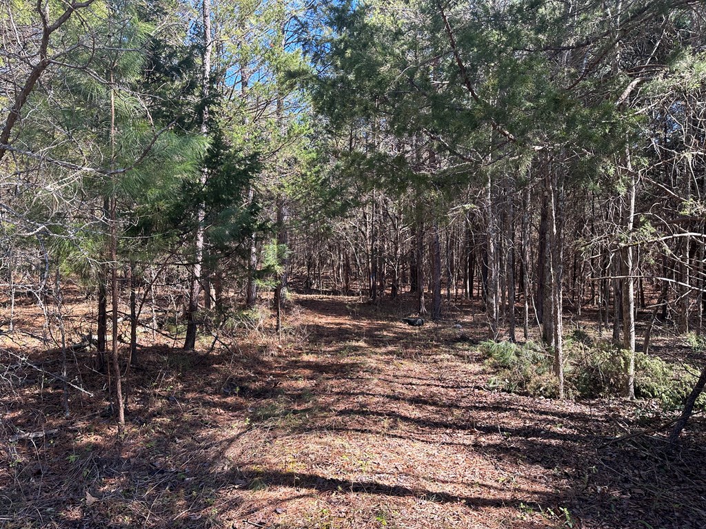 9.9 Acs Allen Trail Property Photo 4