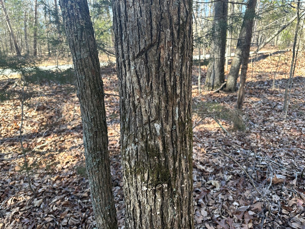 9.9 Acs Allen Trail Property Photo 12