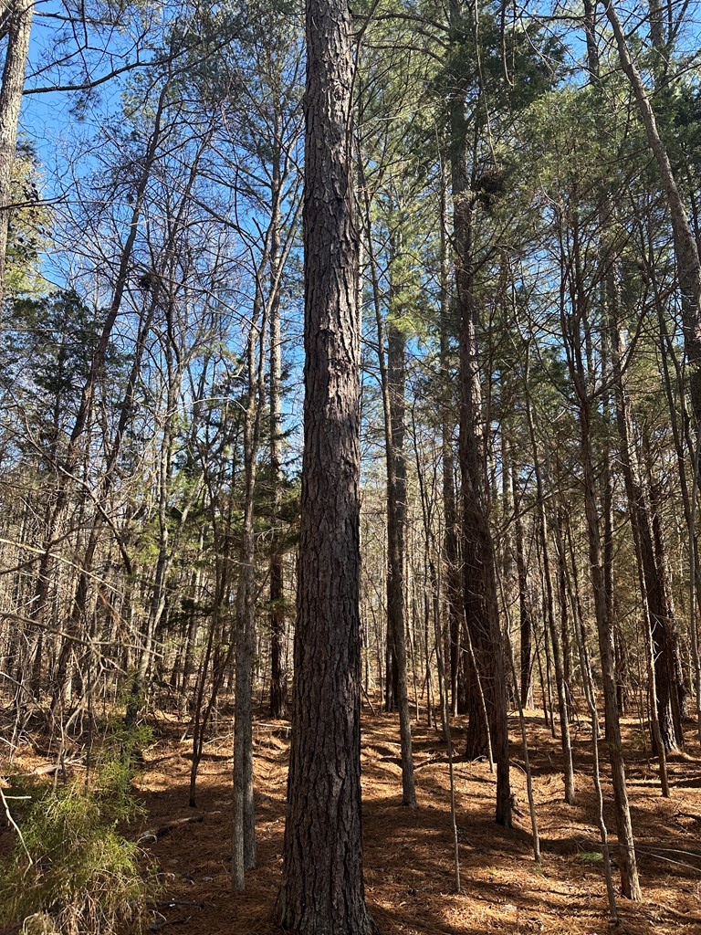 9.9 Acs Allen Trail Property Photo 15