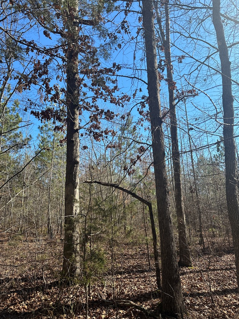 9.9 Acs Allen Trail Property Photo 16