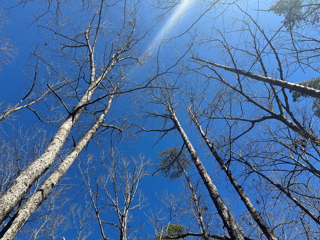 9.9 Acs Allen Trail Property Photo 17