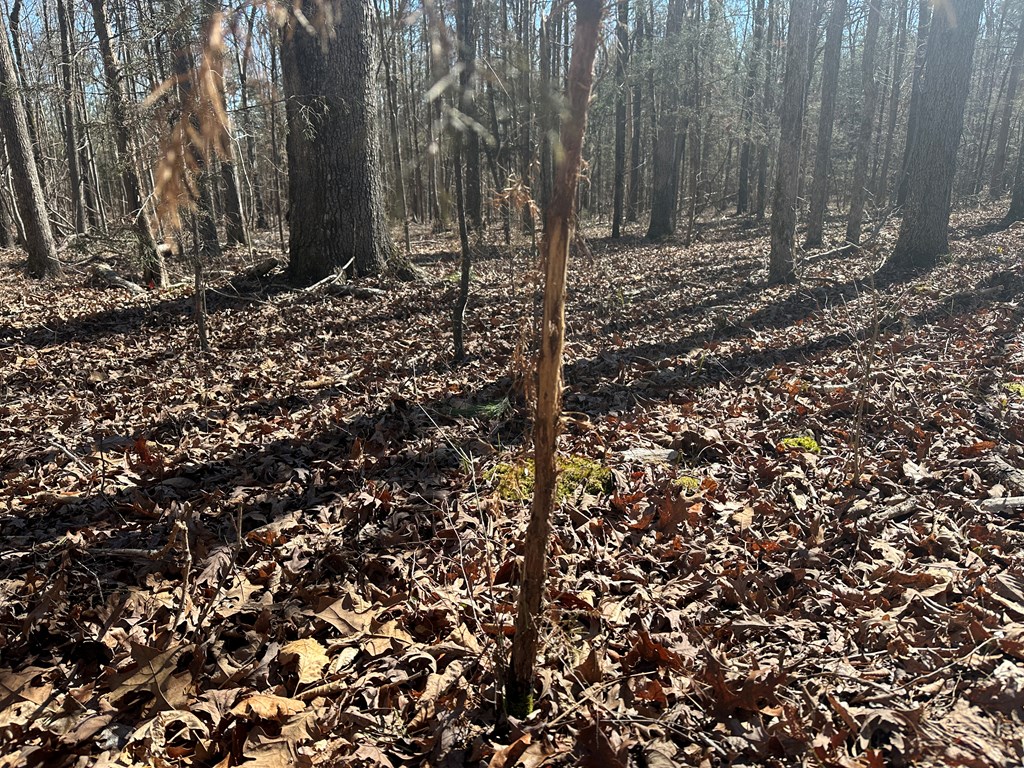9.9 Acs Allen Trail Property Photo 20