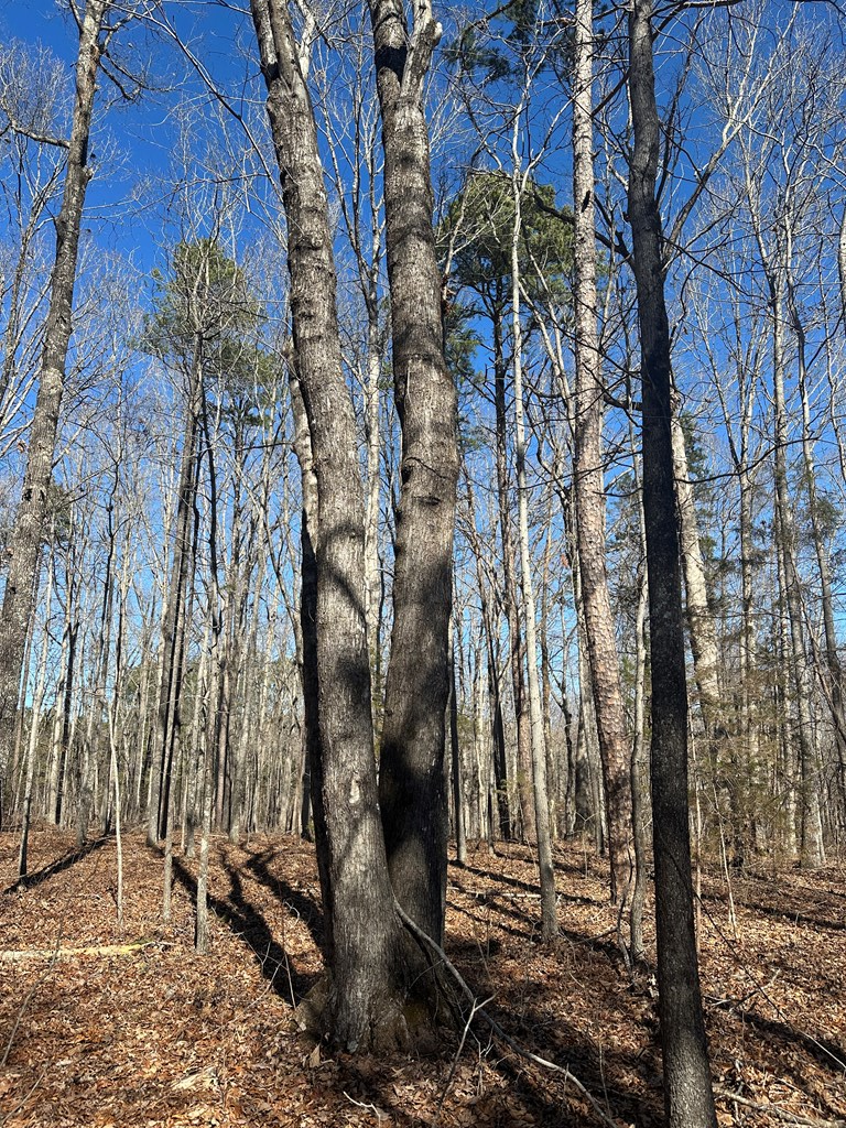 9.9 Acs Allen Trail Property Photo 21