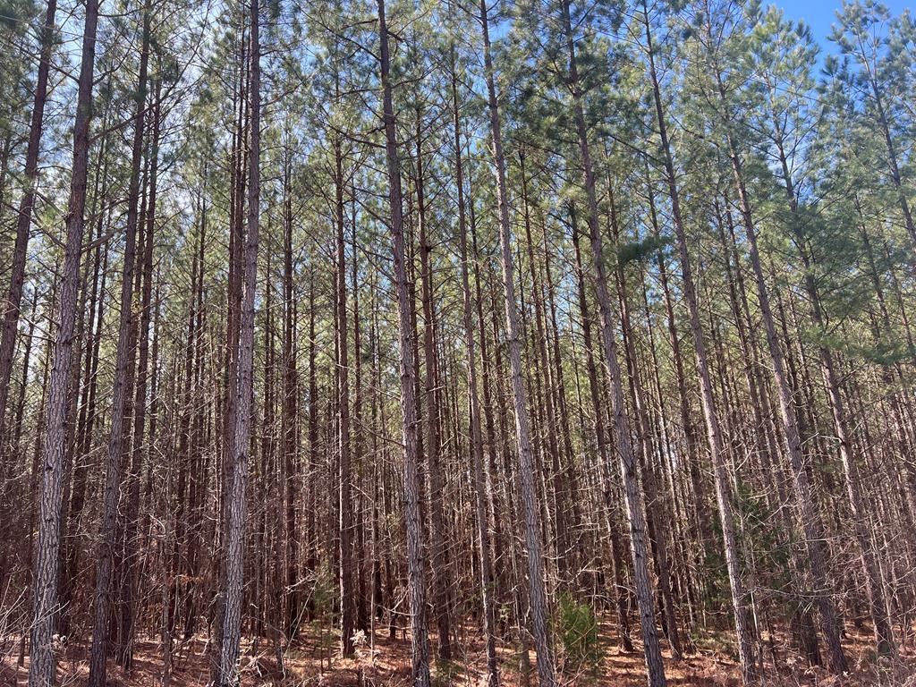 20.58 Ac Williamson Road Property Photo