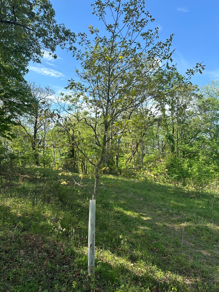 12 Acs Gidsville Road Property Photo 9